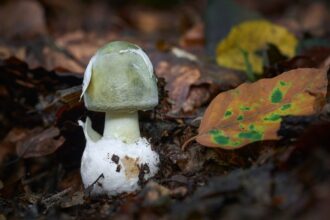 Ölümcül Bir Doğa Gerçeği: Amanita Phalloides (Köygöçüren Mantar)