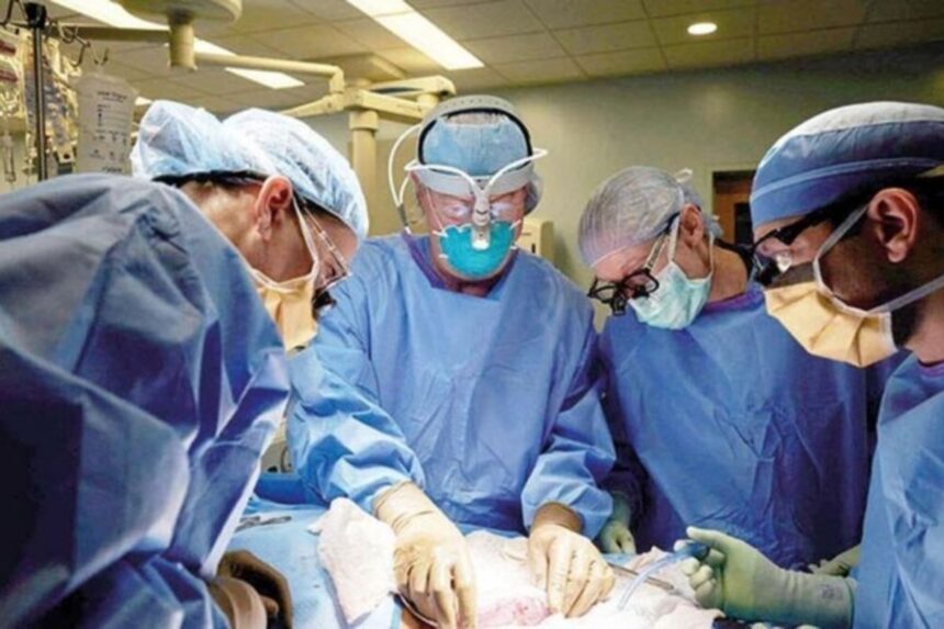 Simbians Domuz Kalbi Nakli