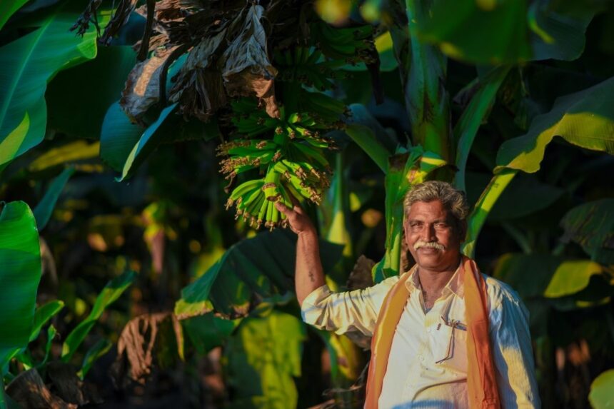 1970’lerde Muz İşçilerinin Kısır Olma Sebebi: Pestisit